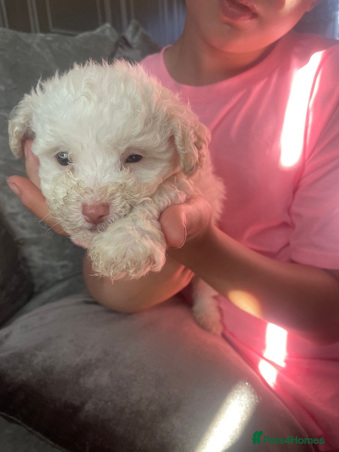 Bichon Frise dogs for sale: BICHON FRISE - Image 1