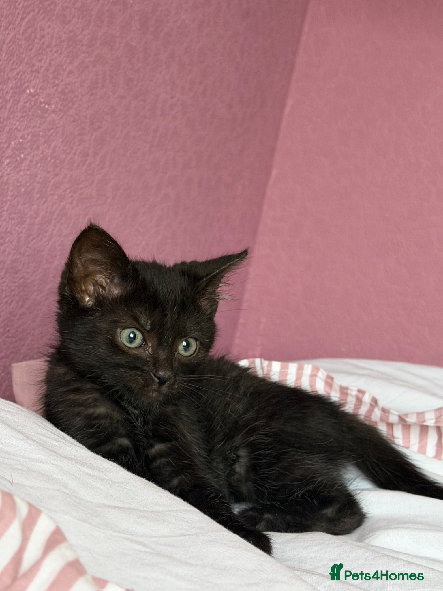 Domestic Shorthair cats Rehoming my 15 week old kitten  - Advert 3