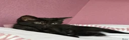 Domestic Shorthair cats for sale: Rehoming my 15 week old kitten  in Plymouth - Advert 1