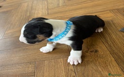 English Bull Terrier dogs for sale: Beautiful English bull terrier  - Image 5