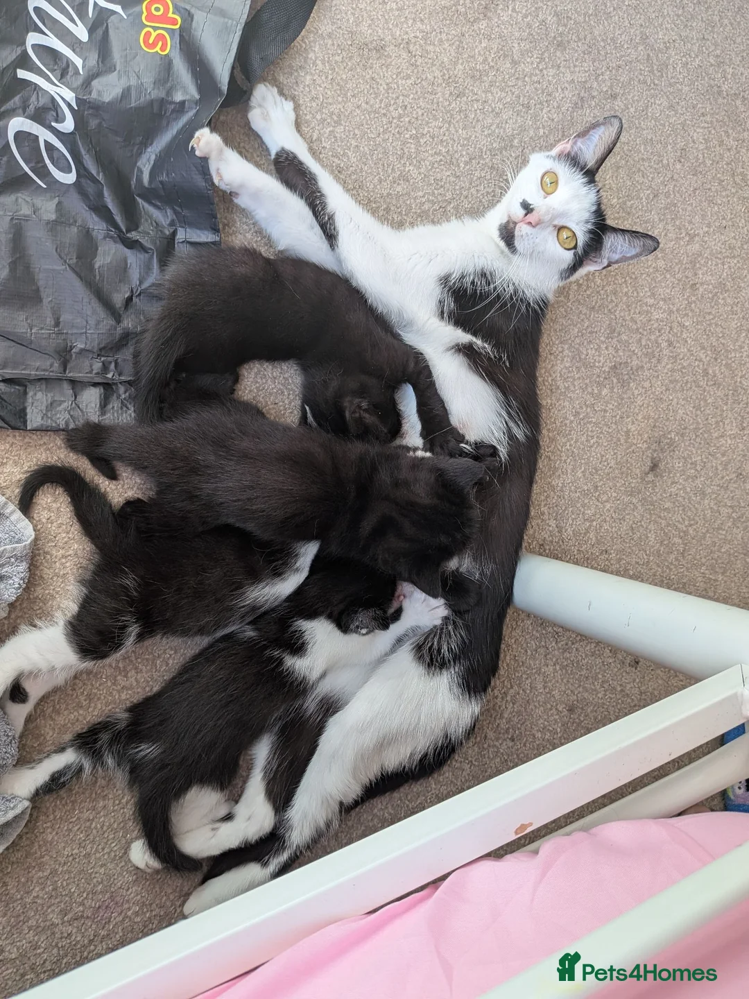 British Shorthair cats for sale: Kittens  - Advert 2