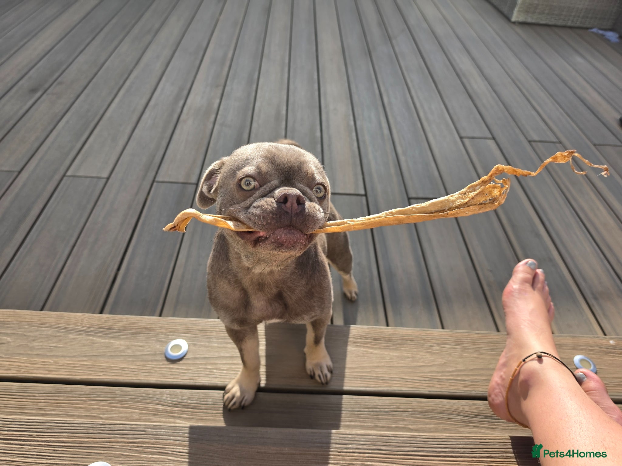Frug dogs Blue Bella - Advert 2