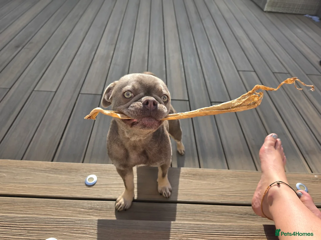 Frug dogs for sale: Blue Bella - Advert 2