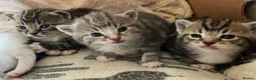 Mixed Breed cats for sale: Gorgeous litter of tabby kittens  in Stroud - Advert 4