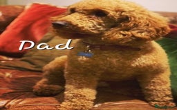 Jackapoo dogs for sale: Jackapoo puppies - Image 10