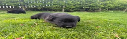 Labrador Retriever dogs for sale:  Delightful Black Labrador Litter  in Lancaster - Advert 13