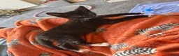 Domestic Shorthair cats for sale: Male Kitten - Advert 3