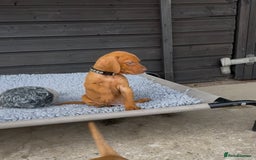 Hungarian Vizsla dogs for sale: Gorgeous KC reg Hungarian Vizsla puppies - Image 4