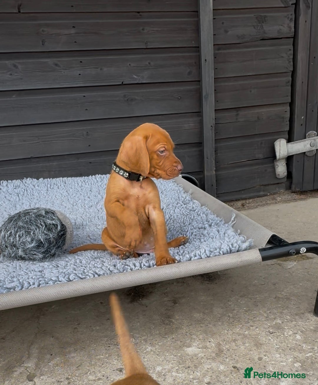 Hungarian Vizsla dogs for sale: Gorgeous KC reg Hungarian Vizsla puppies - Image 4