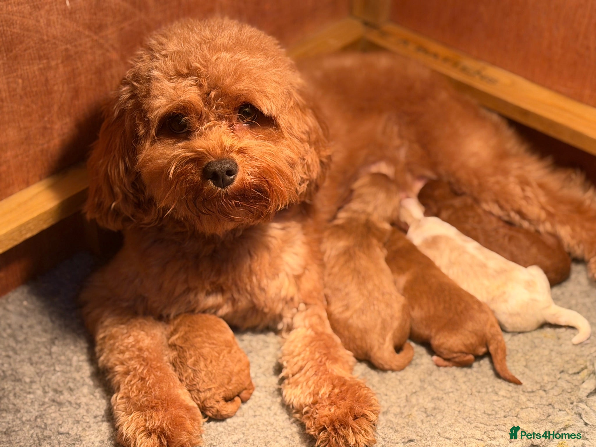 Cavapoo dogs Gorgeous (F1b) Fox Red / Apricot White Cavapoo’s  - Advert 2