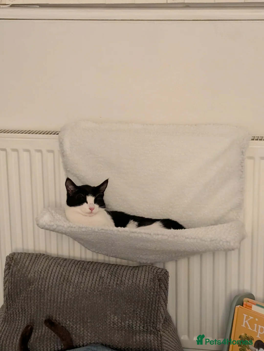 Mixed Breed cats for sale: British Shorthair x Maine Coon Kitten in Chester - Advert 2