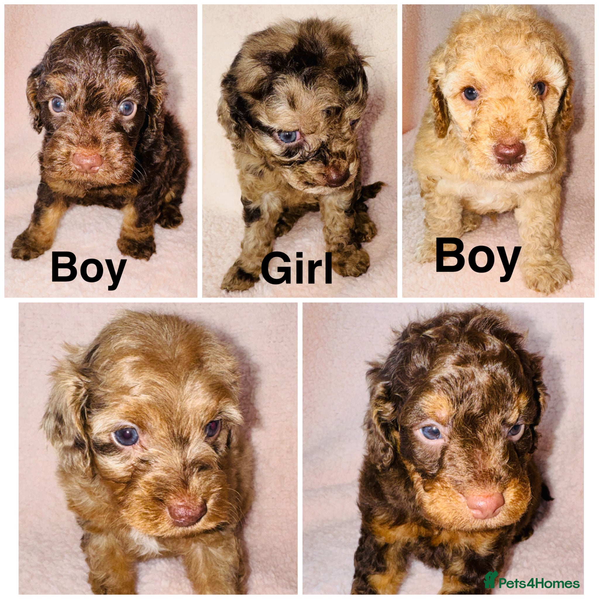Cockapoo dogs DNA TESTED, Beautiful Cockapoos, Ready 6th May  - Advert 2