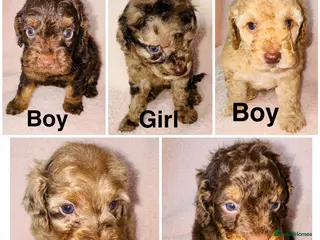 Cockapoo dogs DNA TESTED, Beautiful Cockapoos, Ready 6th May - Advert 2
