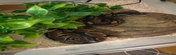 Python Snake reptiles for sale: Ball Python: young/baby  - Advert 2