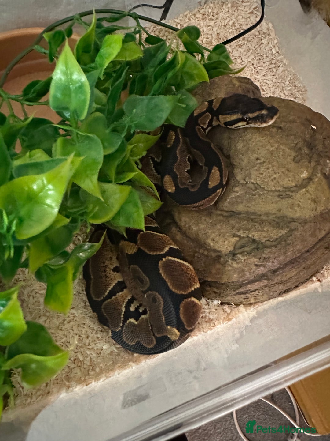 Python Snake reptiles for sale: Ball Python: young/baby  - Advert 2