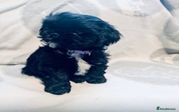 Shih Tzu dogs for sale: Beautiful Shih Tzus - Image 6