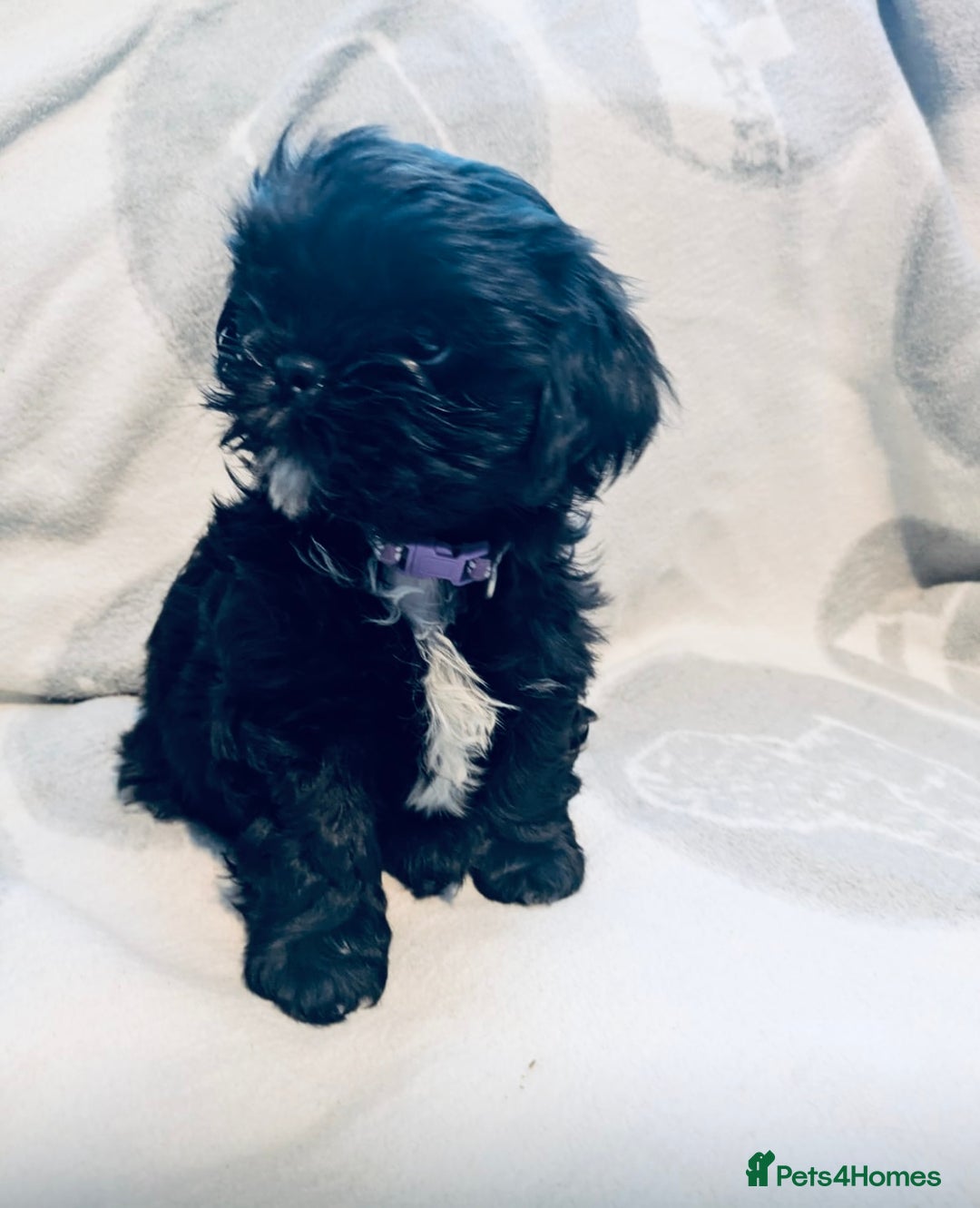 Shih Tzu dogs for sale: Beautiful Shih Tzus - Image 6