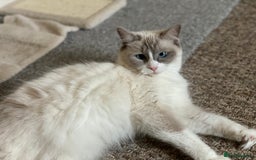 Ragdoll cats for sale: Purebred Male Ragdoll for sale - Image 11
