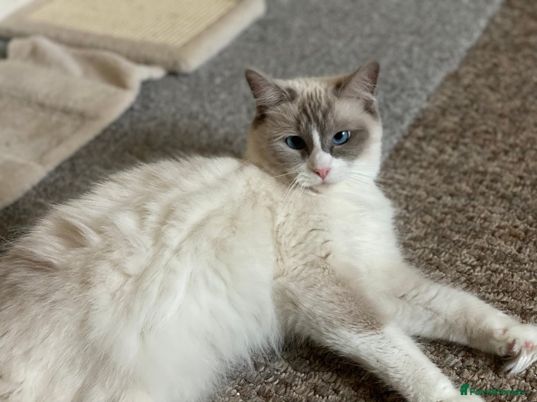 Ragdoll cats for sale: Purebred Male Ragdoll for sale - Image 11