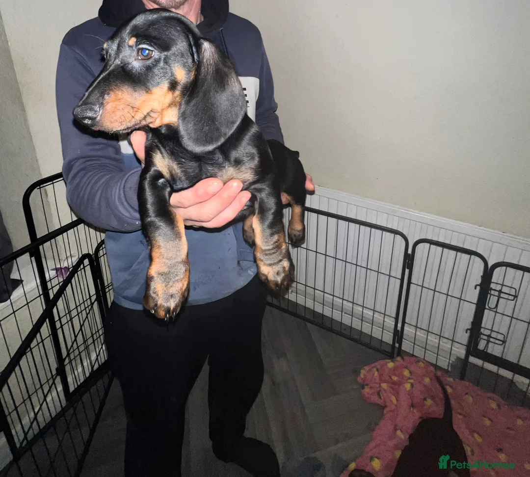 Dachshund dogs for sale: Dachshund puppies - Advert 11