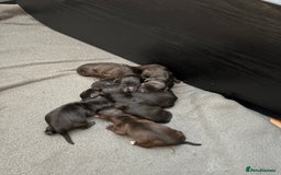 Mixed Breed dogs for sale: Jackapoo Puppies - Image 2