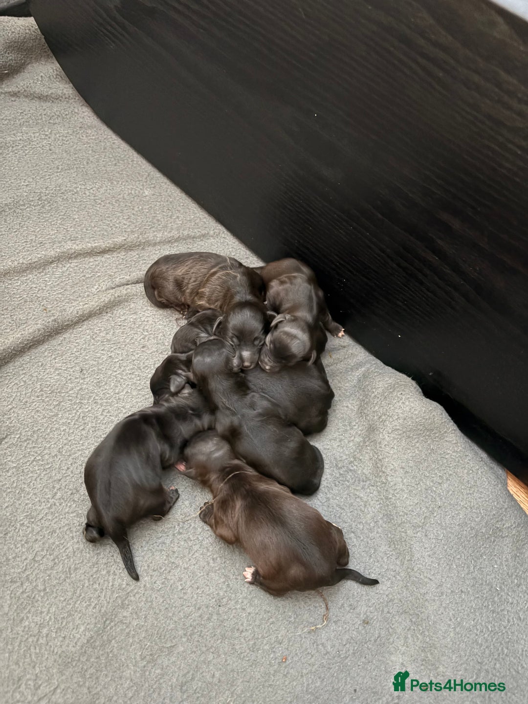Mixed Breed dogs for sale: Jackapoo Puppies - Image 2