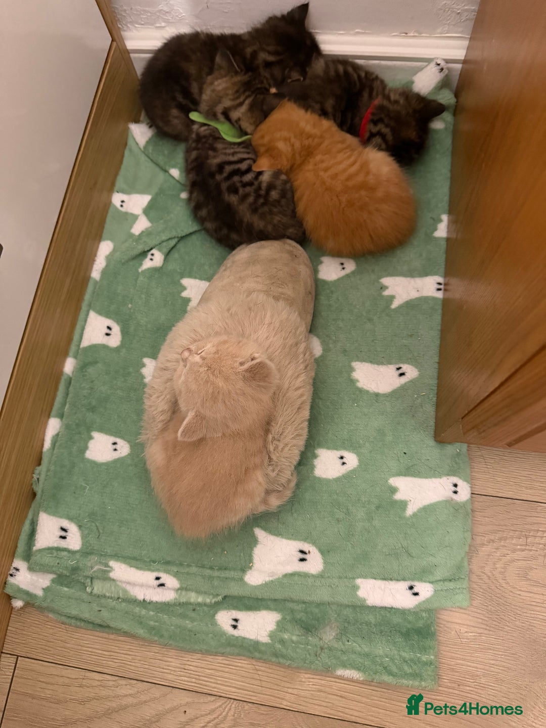 Mixed Breed cats for sale: 5 beautiful kitties  - Advert 6