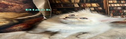 Ragdoll cats for sale: ❤️Amazing Pure Ragdoll Girls Waiting Loving Family - Advert 13