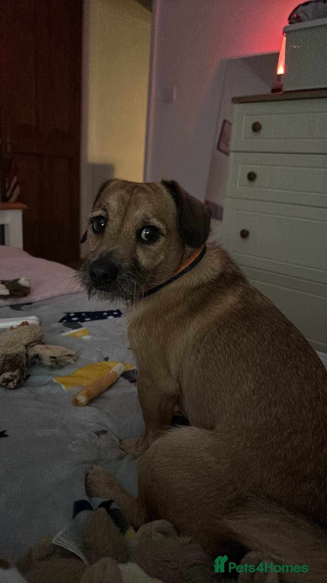 Mixed Breed dogs for sale: Dachshund X Shih Tzu male - Advert 6