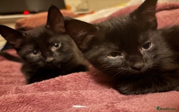 Domestic Shorthair cats for sale: 3 adorable girls left! - Image 2