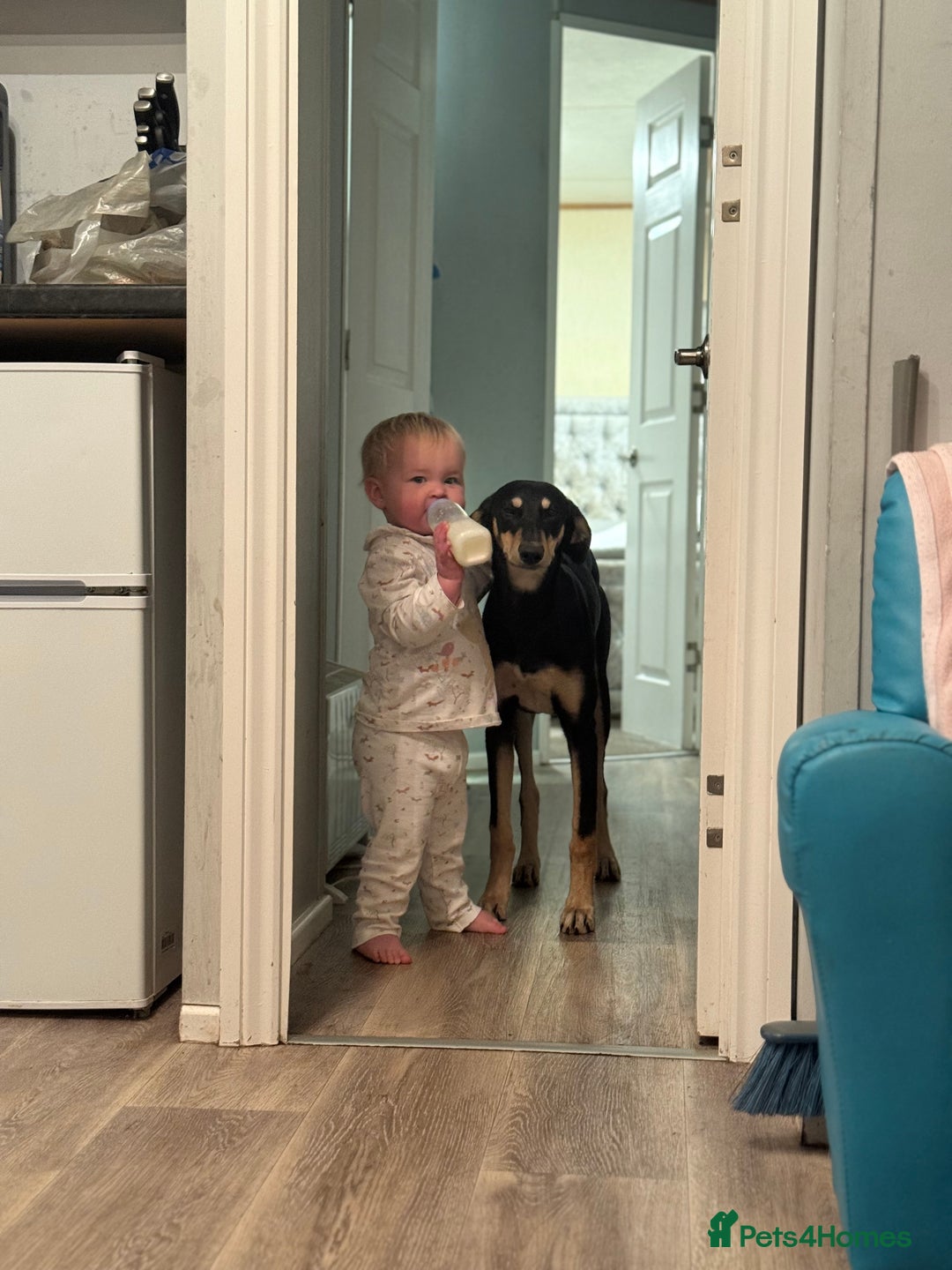 Lurcher dogs for sale: Trigger our super friendly lurcher.  - Advert 4