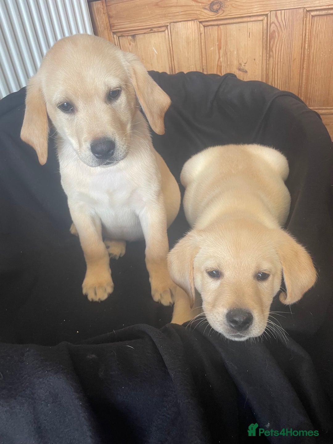 Labrador Retriever dogs for sale: Beautiful Andrex Labrador Puppy’s  - Image 22