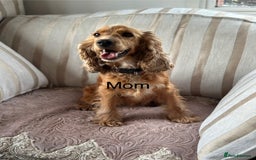 Cocker Spaniel dogs for sale: Kc registered cocker spaniels poops for sale - Image 13