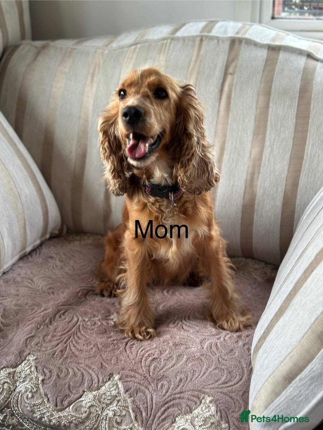 Cocker Spaniel dogs for sale: Kc registered cocker spaniels poops for sale - Image 13