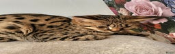 Savannah cats for sale: Stunning F2 Savannah girls - Advert 3