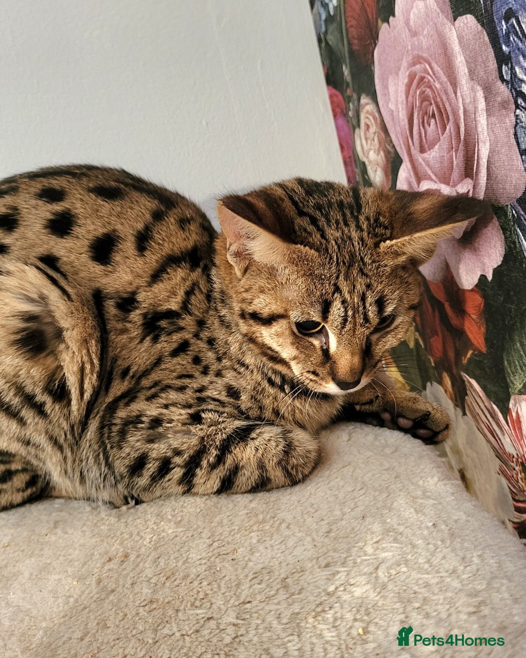 Savannah cats for sale: Stunning F2 Savannah girls - Advert 3