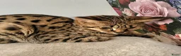 Savannah cats for sale: Stunning rare F2 Savannah - One Remaining! - Advert 5