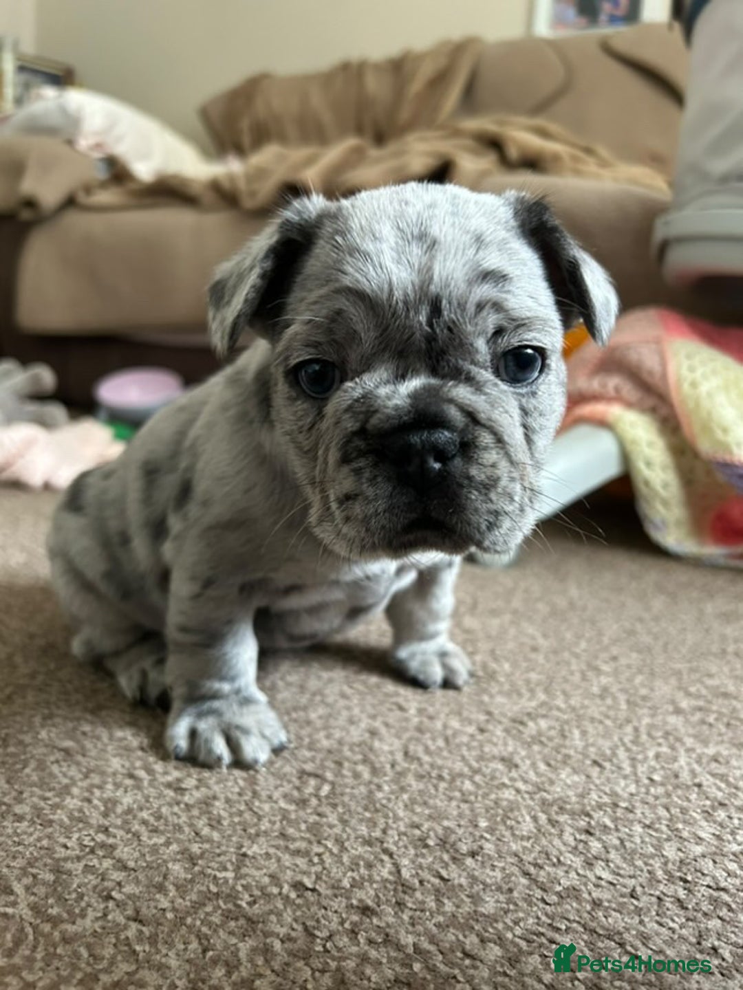 French Bulldog dogs for sale: Only 3 boys left, 5⭐️KC frenchies carrying fluffy  - Image 16