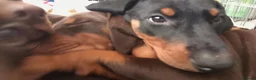 Dobermann dogs for sale: Dobermann puppies - Advert 7