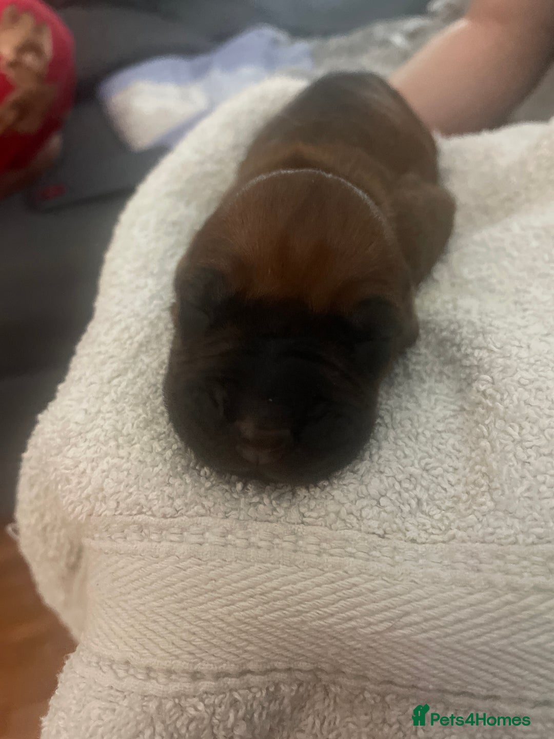 Rhodesian Ridgeback dogs for sale: Beautiful Rhodesian Ridgeback pups - Advert 14