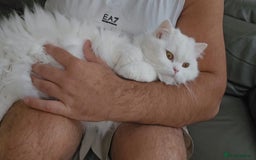 British Longhair cats for sale: British long hair pure white beautiful soul - Image 7