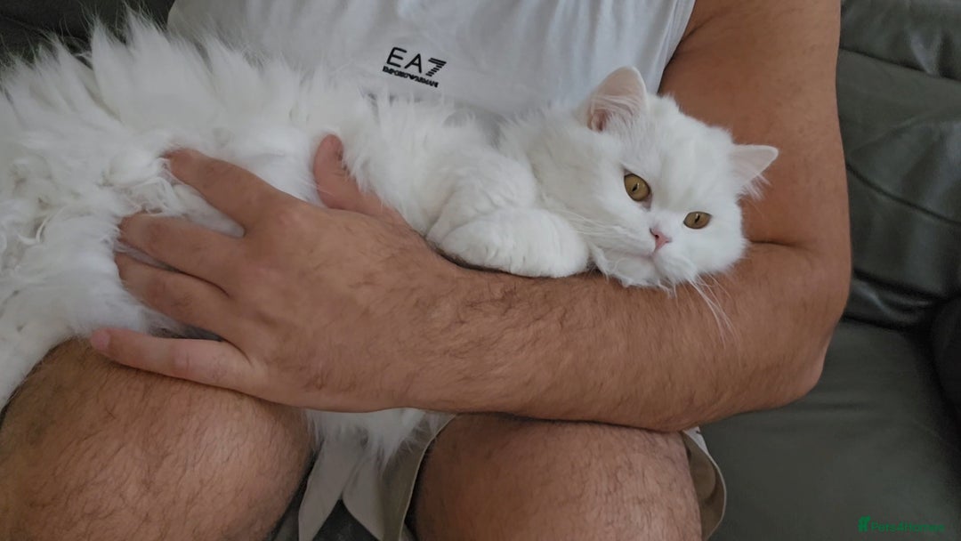 British Longhair cats for sale: British long hair pure white beautiful soul - Image 7