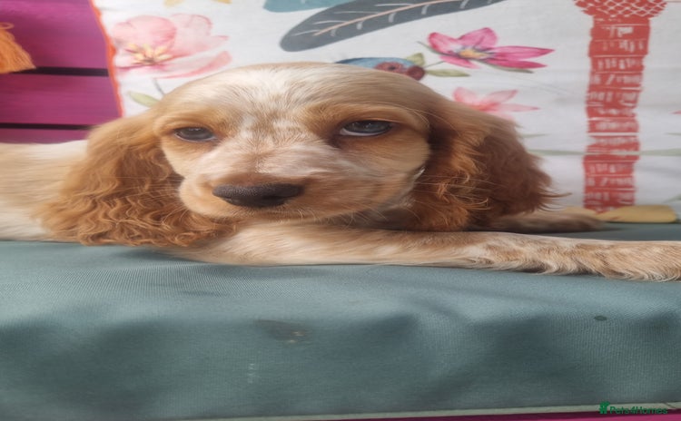 Cocker Spaniel dogs - Advert 7