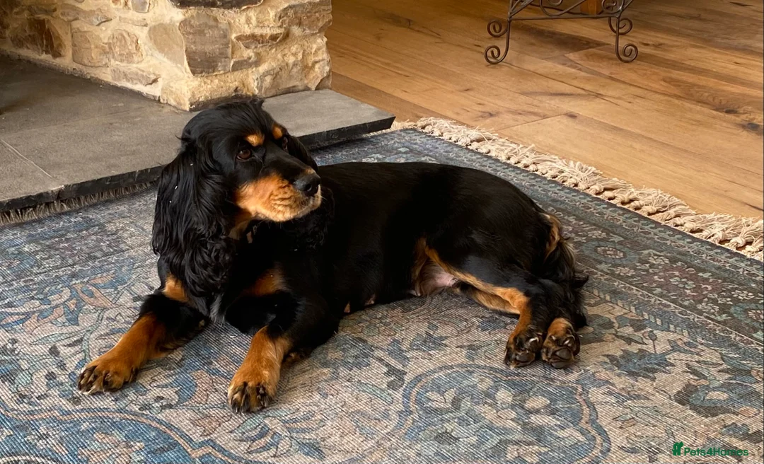 Cocker Spaniel dogs for sale: Cocker Spaniel Show Type Puppies  - Advert 2