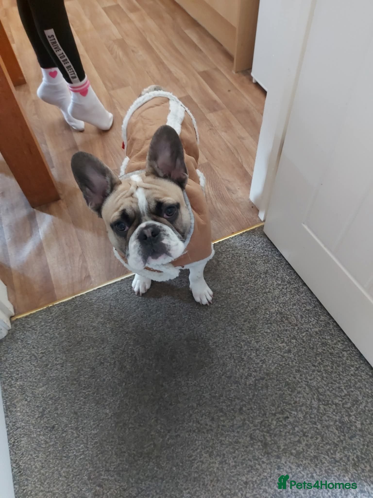 French Bulldog dogs 8 month old male Frenchie  - Advert 21