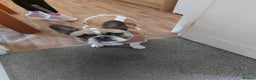 French Bulldog dogs for sale: 8 month old male Frenchie  - Advert 1