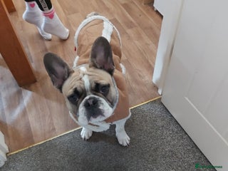 French Bulldog dogs 8 month old male Frenchie - Advert 1