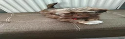 Shih Tzu dogs for sale: Beautiful imperial shih tzu  - Advert 15