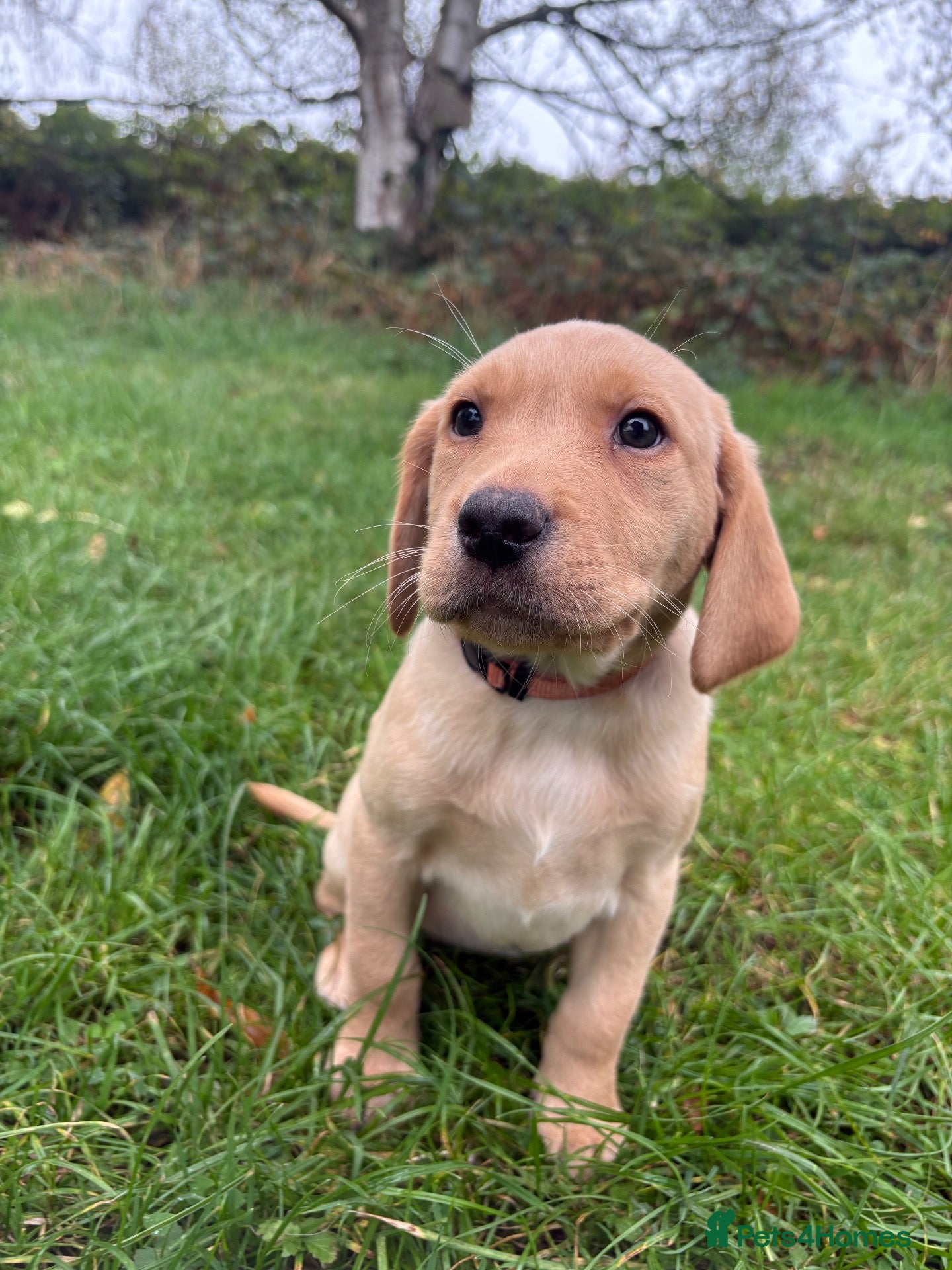 Labrador Retriever dogs RKC health checked working Labradors  - Advert 1