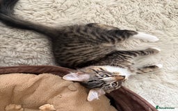 Mixed Breed cats for sale: 1 BEAUTIFUL KITTEN LEFT - 1 BOY! - Image 25